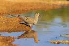 Mourning Dove at water-Pima County-Arizona Art Print